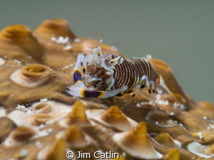Bumble Bee Shrimp on the back of a Sea Cucumber (approx. ... by Jim Catlin 